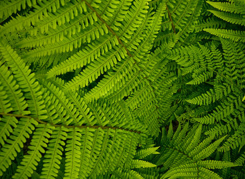 Ferns at Glion Darragh