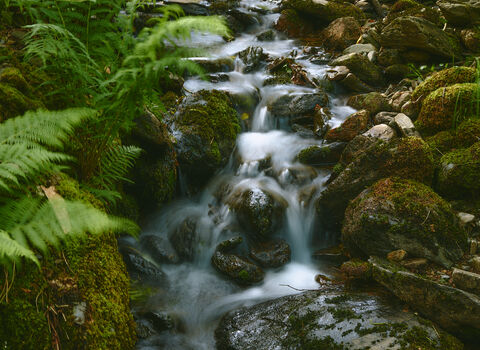 Stream at MWT Glion Darragh Reserve by Adam Morgan and Ciara Hardisty, Biosphere Photographers in Residence