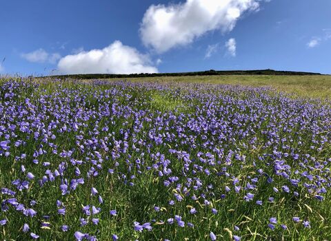 Harebells at Creg y Cowin