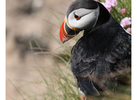 Puffin 