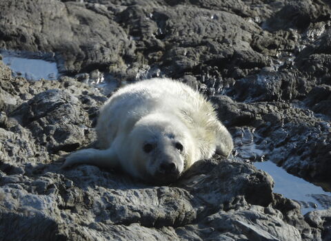 Seal pup