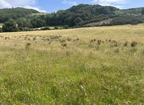 Grassland at Glion Darragh