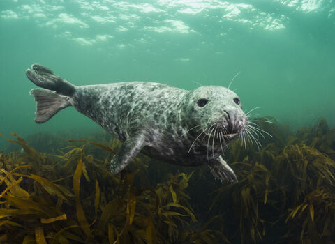 Grey seal