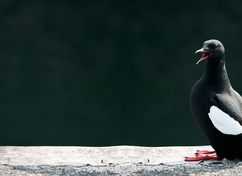 © Adam Morgan Biosphere Photographer in Residence