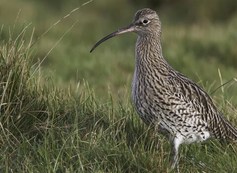 Curlew