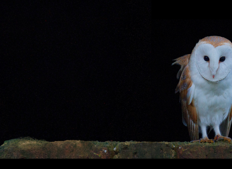 Barn Owl © Image: Russell Savory