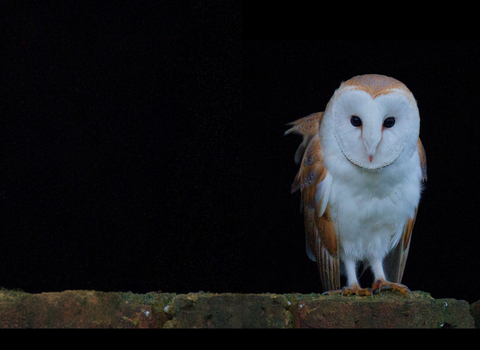Barn Owl © Image: Russell Savory
