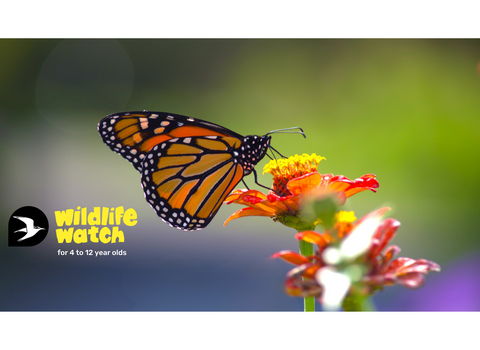 Wildlife Watch hero image