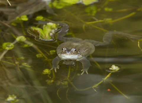 Frog Mark Hamblin/2020VISION