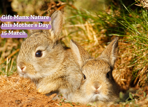 Mother's day hero image