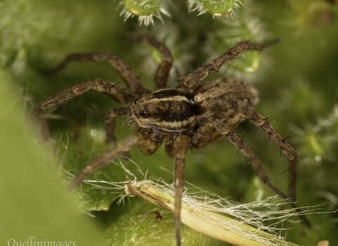 Wolf spider at Close Sartfield (c) Paul Quellin