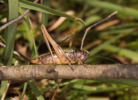 A female bog bush-cricket standing on a branch. It's a brown insect with incredibly long back legs, long antennae and a long, upcurved ovipositor