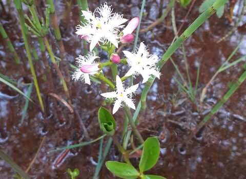 Bog bean