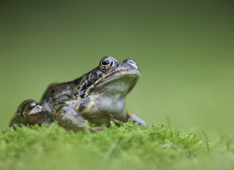 Common frog © Guy Edwardes/2020VISION