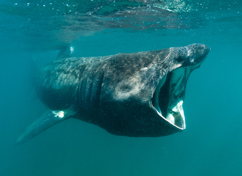 Basking Shark