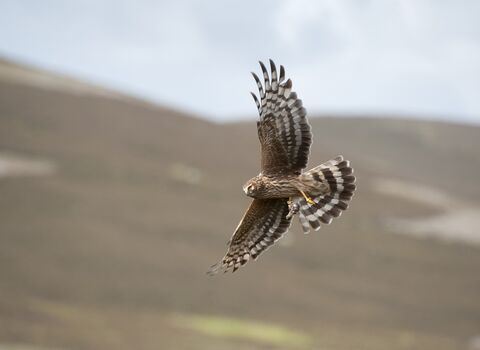 Hen harrier (c) Mark Hamblin-2020VISION