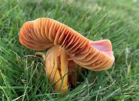 Crimson Waxcap Hygrocybe punicea (Globally Vulnerable) on 27.10.2024 at MWT Creggans Nature Reserve