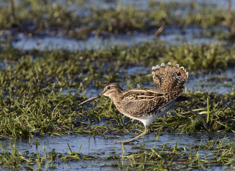 Snipe in wet field
