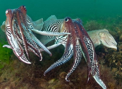 Cuttlefish