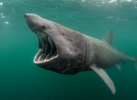 Basking Shark Feeding. Coll, Scotland, UK