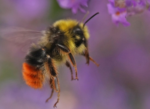 RED-TAILED BUMBLEBEE