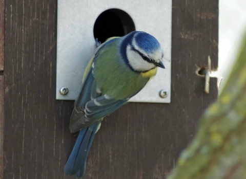 Blue Tit Nesting