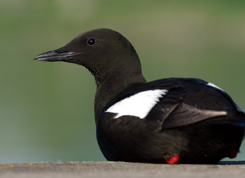 Black guillemot