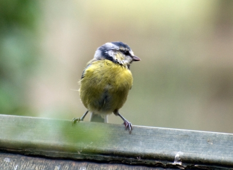 Blue tit