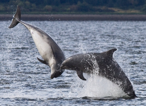 Bottlenose dolphin