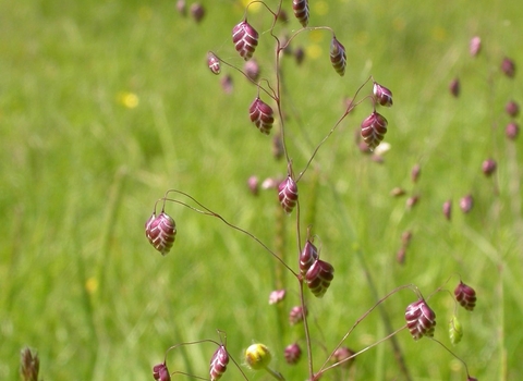 Quaking grass