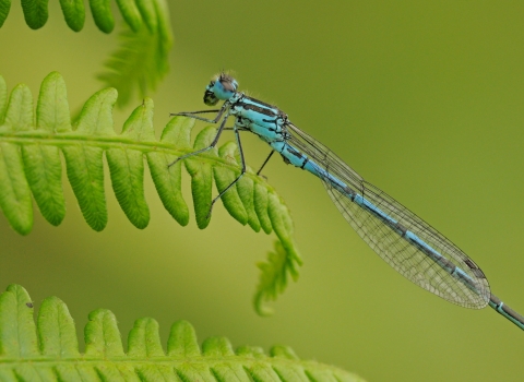 Common blue damselfly