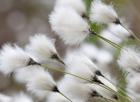 Cotton grass