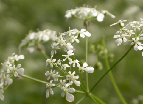 Cow parsley