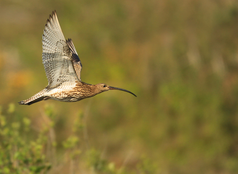 curlew