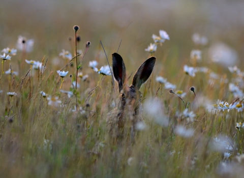 hare