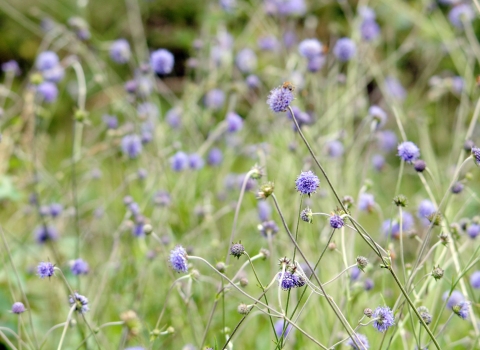 Devil's bit scabious