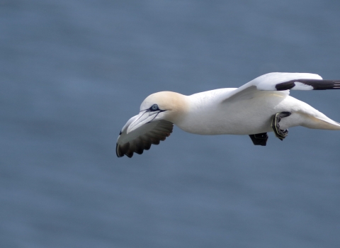 Gannet in flight