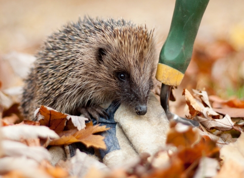 Hedgehog