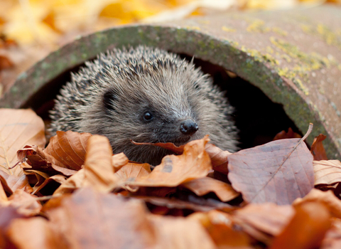 hedgehog