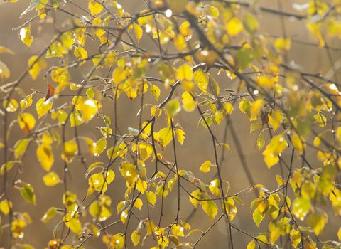 birch