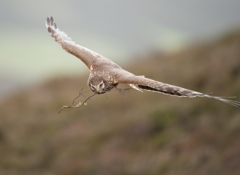 Hen harrier