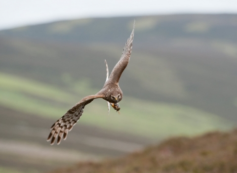 hen harrier