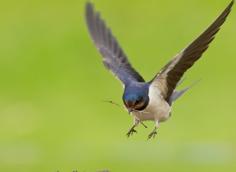 Barn swallow