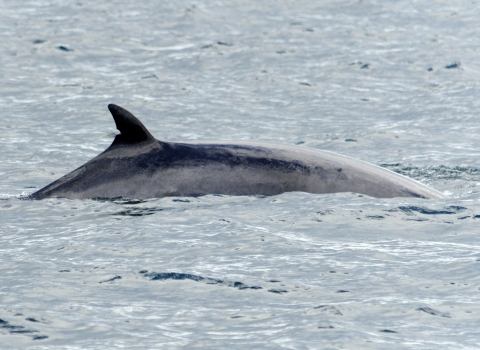 Minke whale