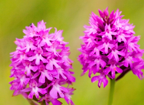 Pyramidal orchid