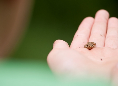 frog in hand