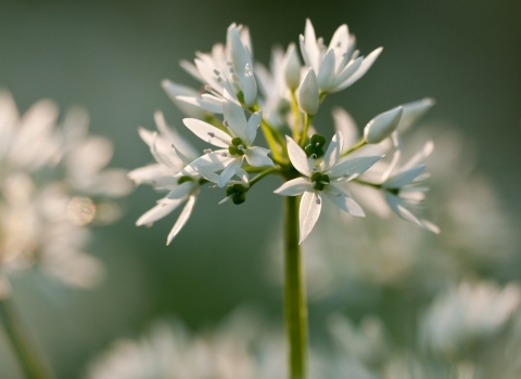 wild garlic