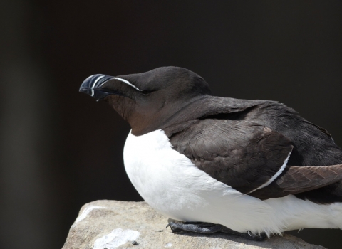 razorbill