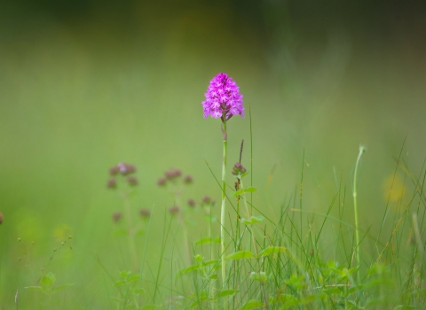 sheepleas flower