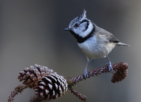 crested tit